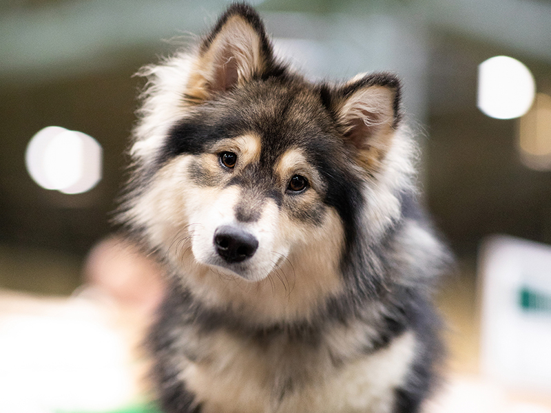 The Kennel Club Hero Dog awards